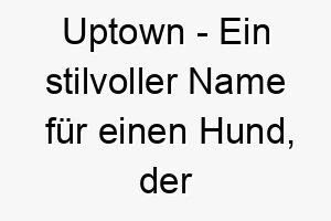 uptown ein stilvoller name fuer einen hund der das stadtleben liebt 26783