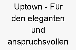 uptown fuer den eleganten und anspruchsvollen hund 26854