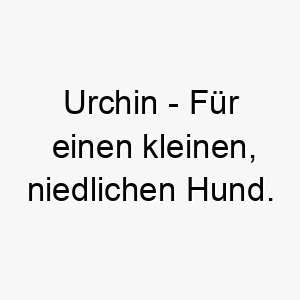 urchin fuer einen kleinen niedlichen hund 26855