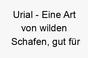 urial eine art von wilden schafen gut fuer einen hund mit lockigem oder wolligem fell 26824