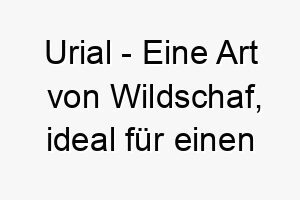 urial eine art von wildschaf ideal fuer einen hund mit lockigem oder wolligem fell 26833