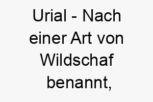 urial nach einer art von wildschaf benannt ideal fuer einen hund mit lockigem fell 26852