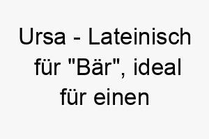 ursa lateinisch fuer baer ideal fuer einen grossen kuscheligen hund 26875