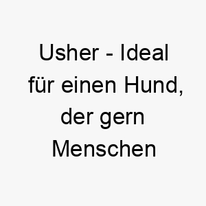 usher ideal fuer einen hund der gern menschen oder andere tiere herumfuehrt 26860