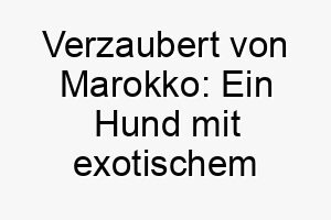 verzaubert von marokko ein hund mit exotischem charme und weltoffener seele 22861