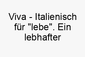 viva italienisch fuer lebe ein lebhafter name fuer einen lebhaften lebensbejahenden hund 27233