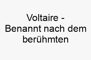 voltaire benannt nach dem beruehmten franzoesischen aufklaerungsphilosophen ein passender name fuer einen intelligenten nachdenklichen hund 27023