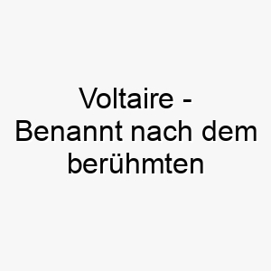 voltaire benannt nach dem beruehmten franzoesischen aufklaerungsphilosophen ein passender name fuer einen intelligenten nachdenklichen hund 27023