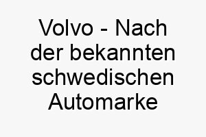 volvo nach der bekannten schwedischen automarke benannt koennte einen robusten zuverlaessigen hund repraesentieren 27182