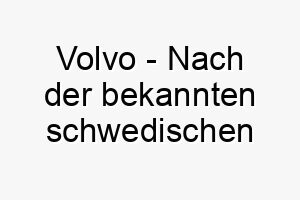 volvo nach der bekannten schwedischen automarke koennte einen robusten zuverlaessigen hund repraesentieren 27217