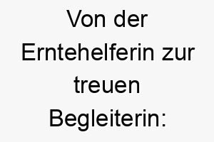 von der erntehelferin zur treuen begleiterin theresa als hundename 11707