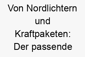 von nordlichtern und kraftpaketen der passende name fuer ihren robusten hund aus dem norden 23122