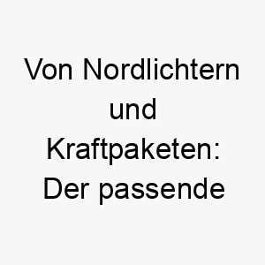 von nordlichtern und kraftpaketen der passende name fuer ihren robusten hund aus dem norden 23122