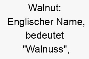 walnut englischer name bedeutet walnuss koennte auf einen kleinen harten hund hinweisen 27620