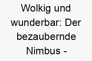 wolkig und wunderbar der bezaubernde nimbus ein himmlischer name fuer flauschige fellnasen 23104