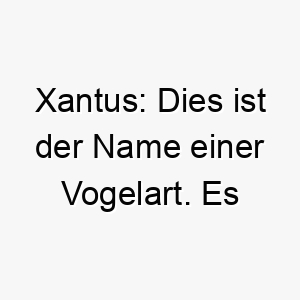 xantus dies ist der name einer vogelart es koennte fuer einen kleinen lebhaften hund passen 27701