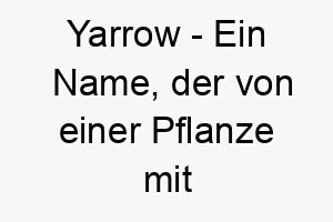 yarrow ein name der von einer pflanze mit kleinen weissen blueten stammt 27805