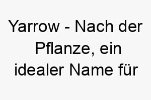 yarrow nach der pflanze ein idealer name fuer einen hund der die natur liebt 27821