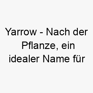 yarrow nach der pflanze ein idealer name fuer einen hund der die natur liebt 27821