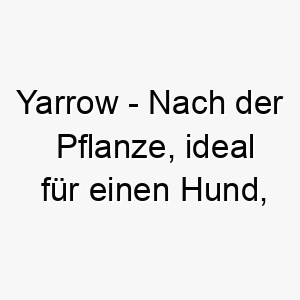 yarrow nach der pflanze ideal fuer einen hund der die natur liebt 27831