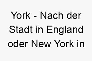 york nach der stadt in england oder new york in den usa koennte fuer einen urbanen hund passen 27822