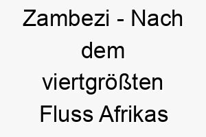 zambezi nach dem viertgroessten fluss afrikas benannt ein majestaetischer name fuer einen grossen hund 28055