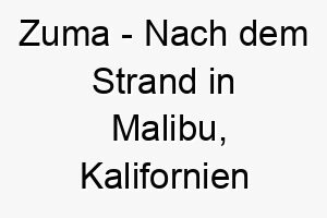 zuma nach dem strand in malibu kalifornien benannt ein cooler und entspannter name fuer einen hund der das meer oder das strandleben liebt 28095