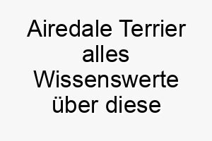 airedale terrier alles wissenswerte ueber diese hunderasse 28528