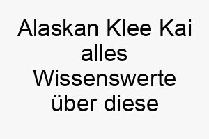 alaskan klee kai alles wissenswerte ueber diese hunderasse 28532