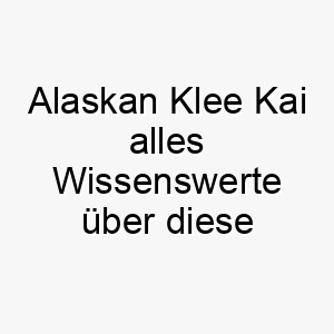 alaskan klee kai alles wissenswerte ueber diese hunderasse 28532