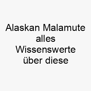 alaskan malamute alles wissenswerte ueber diese hunderasse 28537