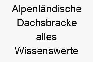 alpenlaendische dachsbracke alles wissenswerte ueber diese hunderasse 28540