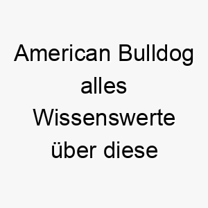 american bulldog alles wissenswerte ueber diese hunderasse 28543