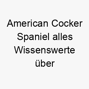 american cocker spaniel alles wissenswerte ueber diese hunderasse 28544