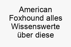 american foxhound alles wissenswerte ueber diese hunderasse 28548