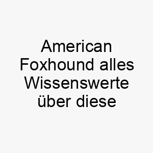 american foxhound alles wissenswerte ueber diese hunderasse 28548