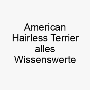 american hairless terrier alles wissenswerte ueber diese hunderasse 28549