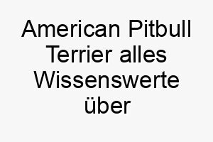 american pitbull terrier alles wissenswerte ueber diese hunderasse 28551