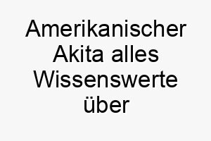 amerikanischer akita alles wissenswerte ueber diese hunderasse 28554