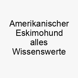 amerikanischer eskimohund alles wissenswerte ueber diese hunderasse 28555