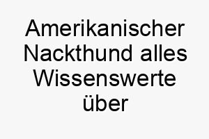 amerikanischer nackthund alles wissenswerte ueber diese hunderasse 28556