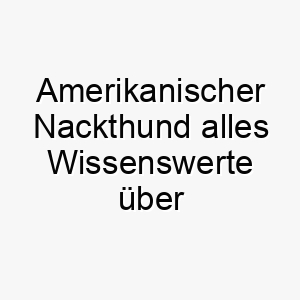 amerikanischer nackthund alles wissenswerte ueber diese hunderasse 28556