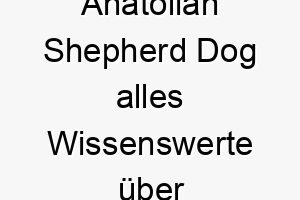 anatolian shepherd dog alles wissenswerte ueber diese hunderasse 28557