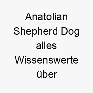 anatolian shepherd dog alles wissenswerte ueber diese hunderasse 28557