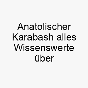 anatolischer karabash alles wissenswerte ueber diese hunderasse 28558