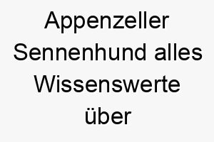 appenzeller sennenhund alles wissenswerte ueber diese hunderasse 28560