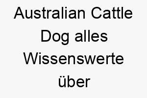 australian cattle dog alles wissenswerte ueber diese hunderasse 28561