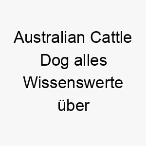 australian cattle dog alles wissenswerte ueber diese hunderasse 28561