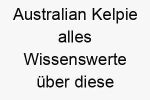 australian kelpie alles wissenswerte ueber diese hunderasse 28562