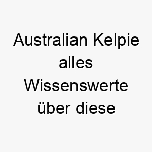 australian kelpie alles wissenswerte ueber diese hunderasse 28562